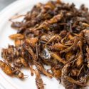 Niente insetti destinati al consumo umano per ora in Italia